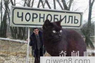 世界上最大的猫:乌克兰巨猫Angie