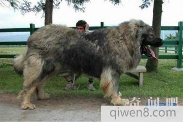 世界上最大的狗有多大 全球超大型犬排名