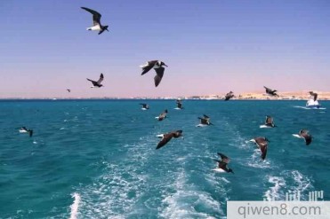 世界最年轻、最热、最咸的海:红海