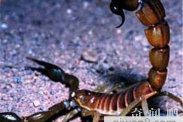 世界上最毒的蝎子-巴勒斯坦毒蝎