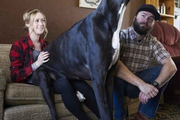 大丹犬身高2米13或是世界最高狗