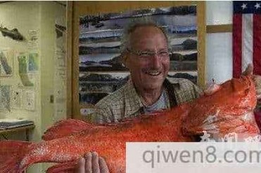 美国渔民捕到200年寿星鱼也是最大岩鱼