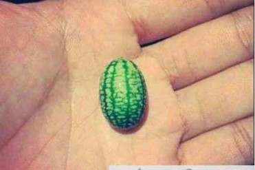 世界上最小的西瓜产于南美洲