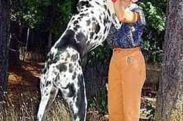 世界上最高的狗与世界上最矮的狗