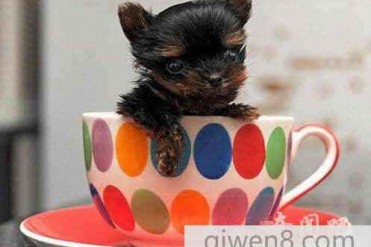 世界上最小的狗身高也仅有5厘米