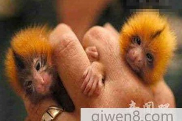 南美森林生活着世界上最小的猴子