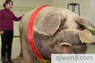 世界上最大的家猪