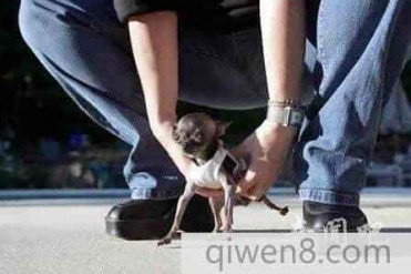 全球十种最小的动物吉尼斯世界纪录