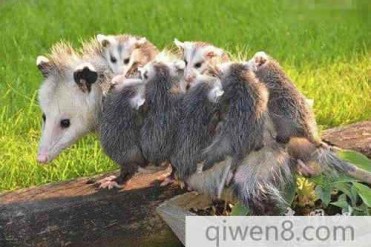 世界上最大的老鼠要数美洲的负鼠