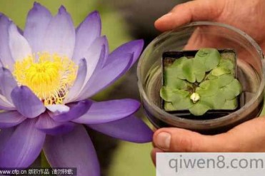 世界上最小的睡莲