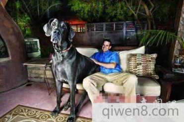 世界上最大的狗肩高1.09米重约111公斤