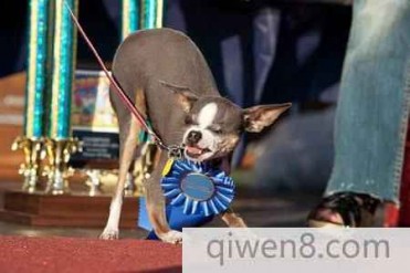 盘点世界十大最丑的狗