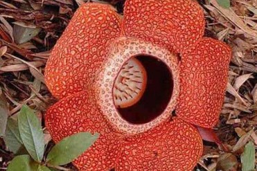 世界上最大的花朵0.91米重达6.8公斤