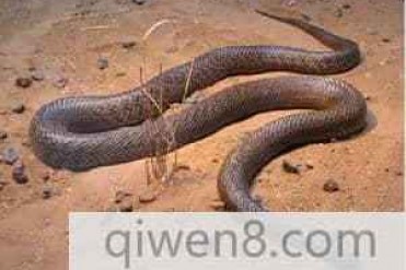 世界上最毒的蛇