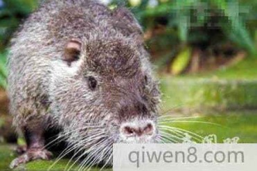 世界上最重的老鼠把猫吓得拔腿就溜