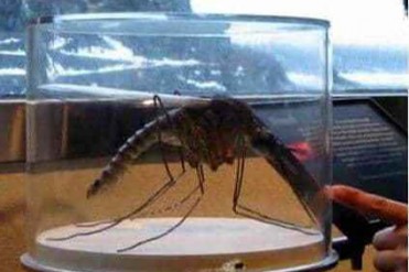 世界上最大的蚊子身长竟达到40厘米