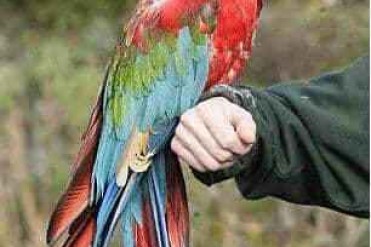 英国87岁高龄世界上最长寿的鹦鹉