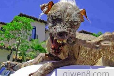 世界上最丑的狗连夺三冠吓退评委和主人男友