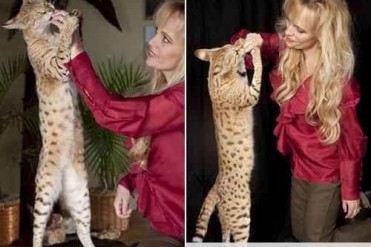 世界上最长的宠物猫