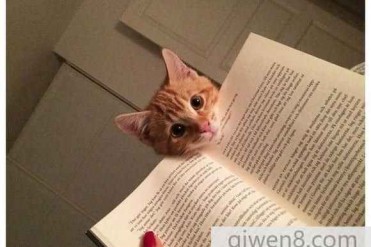 20只各尽所能不让你好好读书的喵