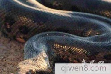 四川发现罕见巨蟒 世界上最大的蛇