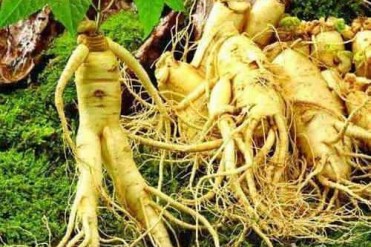 世界最昂贵的人参高达2.3万美元