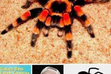 世界上最长寿的蜘蛛存活超过28年