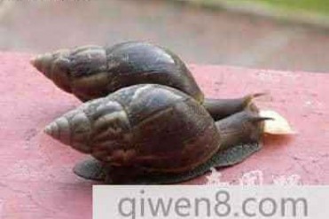 蜗牛是世界上牙齿最多的动物