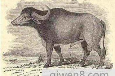 印度水牛动物创下长出最长角的记录