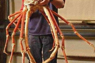 世界上最大的日本杀人巨型蜘蛛蟹