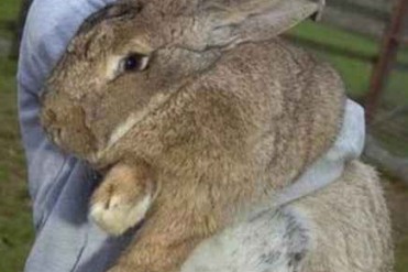 世界上最长的野兔