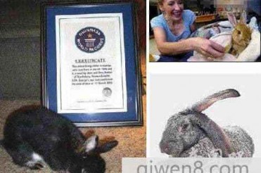 澳大利亚近19年世界上最长寿的兔子