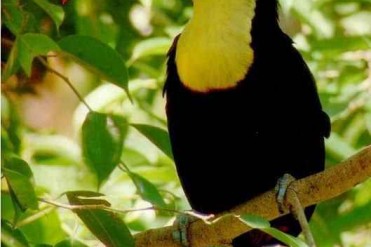 世界上最钟情的鸟