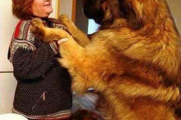 带你看看世界上体型最大的狗【组图】