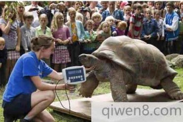 世界上最大的乌龟