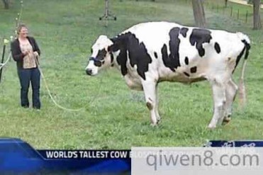 世界上最高的奶牛高达1.93米创吉尼斯世界