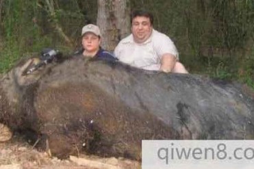 少年打死世界上最大野猪