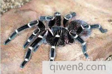 世界上最毒的蜘蛛比响尾蛇还厉害15倍