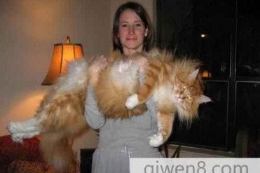 世界上最长的家猫
