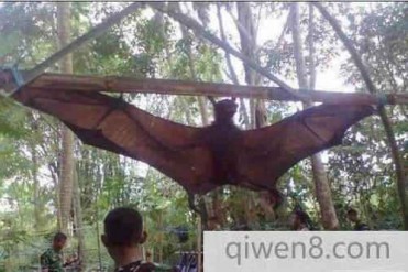 世界上最大的蝙蝠