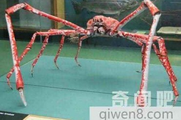 日本蜘蛛蟹是世界最大的节肢动物