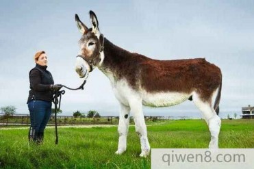 美国一头9岁是世界上最大的驴