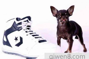 世界上最小的狗只有9.65公分高