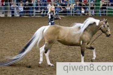 世界上最长的马尾