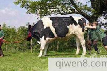 英国名叫红辣椒是世界上最大的奶牛