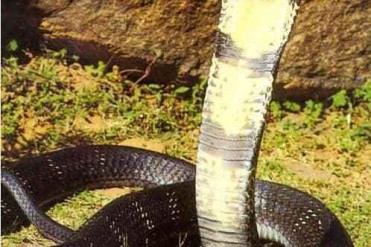 世界上最长的毒蛇全长可达5. 71米