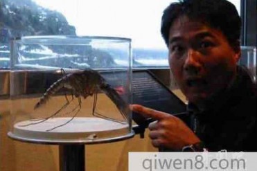 目前世界上最大的蚊子大约四十公厘长
