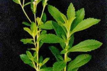 世界上最甜的叶子草本植物甜叶菊