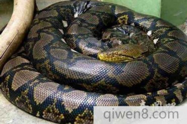 四川发现长达55米最大最长的巨蟒