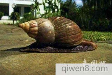 世界上最大的蜗牛长达30厘米壳高15.4厘米